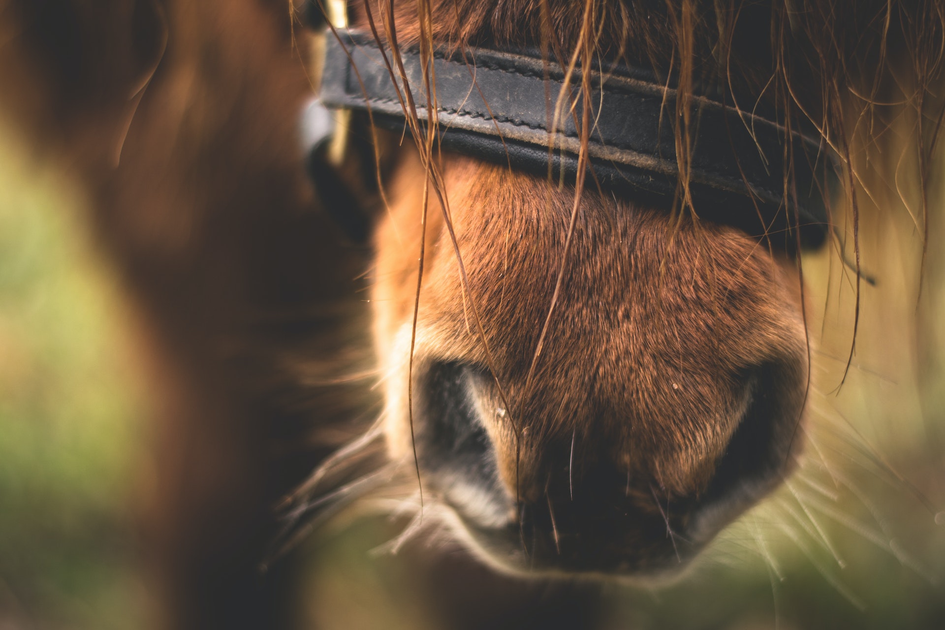 pexels-lumn-282893